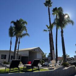 Palms Trees Trimming 