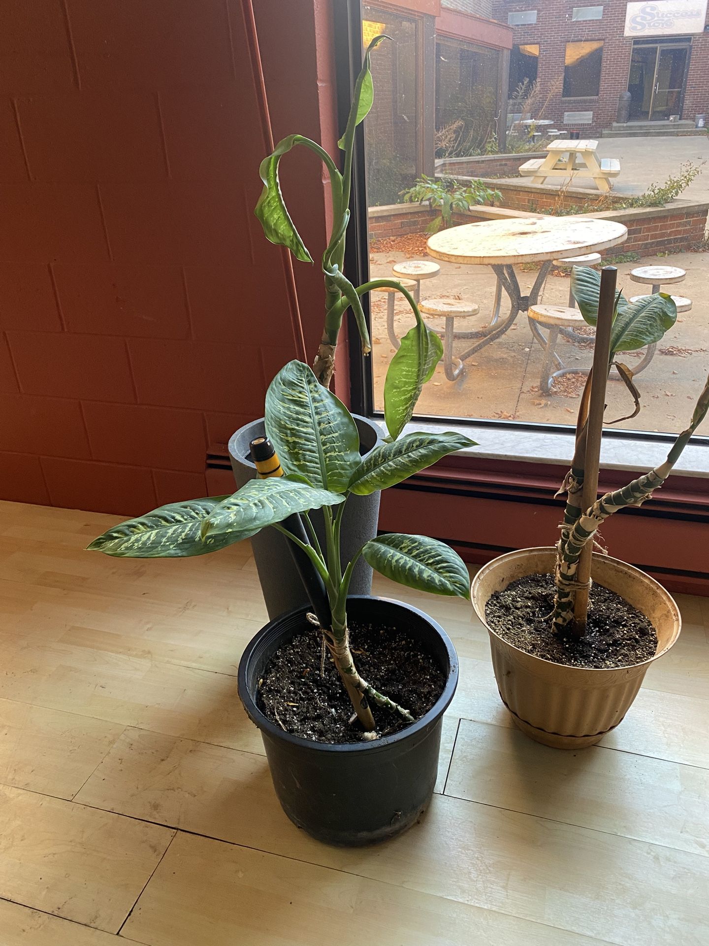 Dieffenbachia Plants