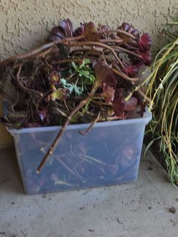 Succulent cuttings