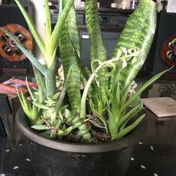 Succulent Arrangement Plants 10 Plants 