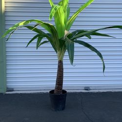 Dracaena Plant - Lifelike Artificial Indoor House Plant