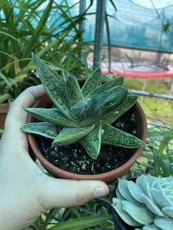 Succulent In Terracotta 