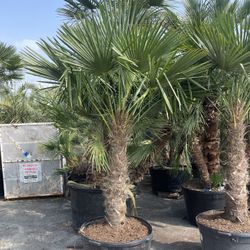 Chinese windmill palm 