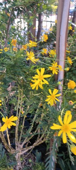 Bush plant.