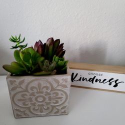 4" Square Cement Pot with Live Succulents 