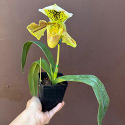 4” lady slipper orchid