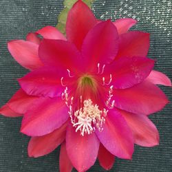 Epiphyllum Orchid Cactus Blooming Large Flower Plant, In 1 Gallón Pot Pick Up Only