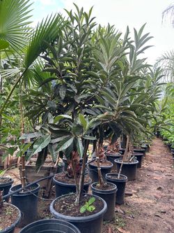 Loquat fruit tree, nispero mispero Japanese plum fruit tree 25gal