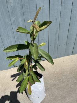 Arbil De Guayaba Blanca Grande Dulce 40 Pulgadas De Alto La Planta $20 Cada Uno Tengo 5 Disponibles 