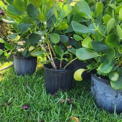 Beautiful Clusias Plants For Privacy!!! About 2 Feet Tall!! Fertilized 