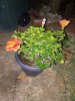 Tradewinds 'Orange Sunset Wind ' Hibiscus