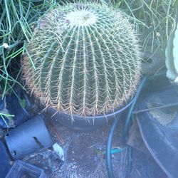 Golden Barrel Cactus Plant