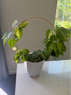 Philodendron indoor plant