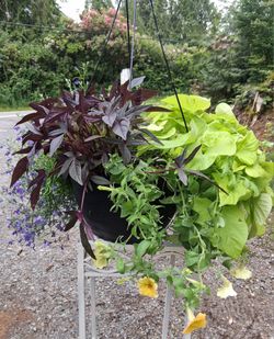 Mixed hanging basket