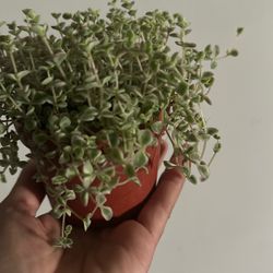Sedum Little Missy Succulent 4'' Pot Live Plant
