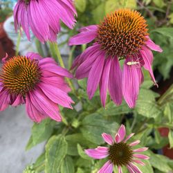 Purpurea Echinacea