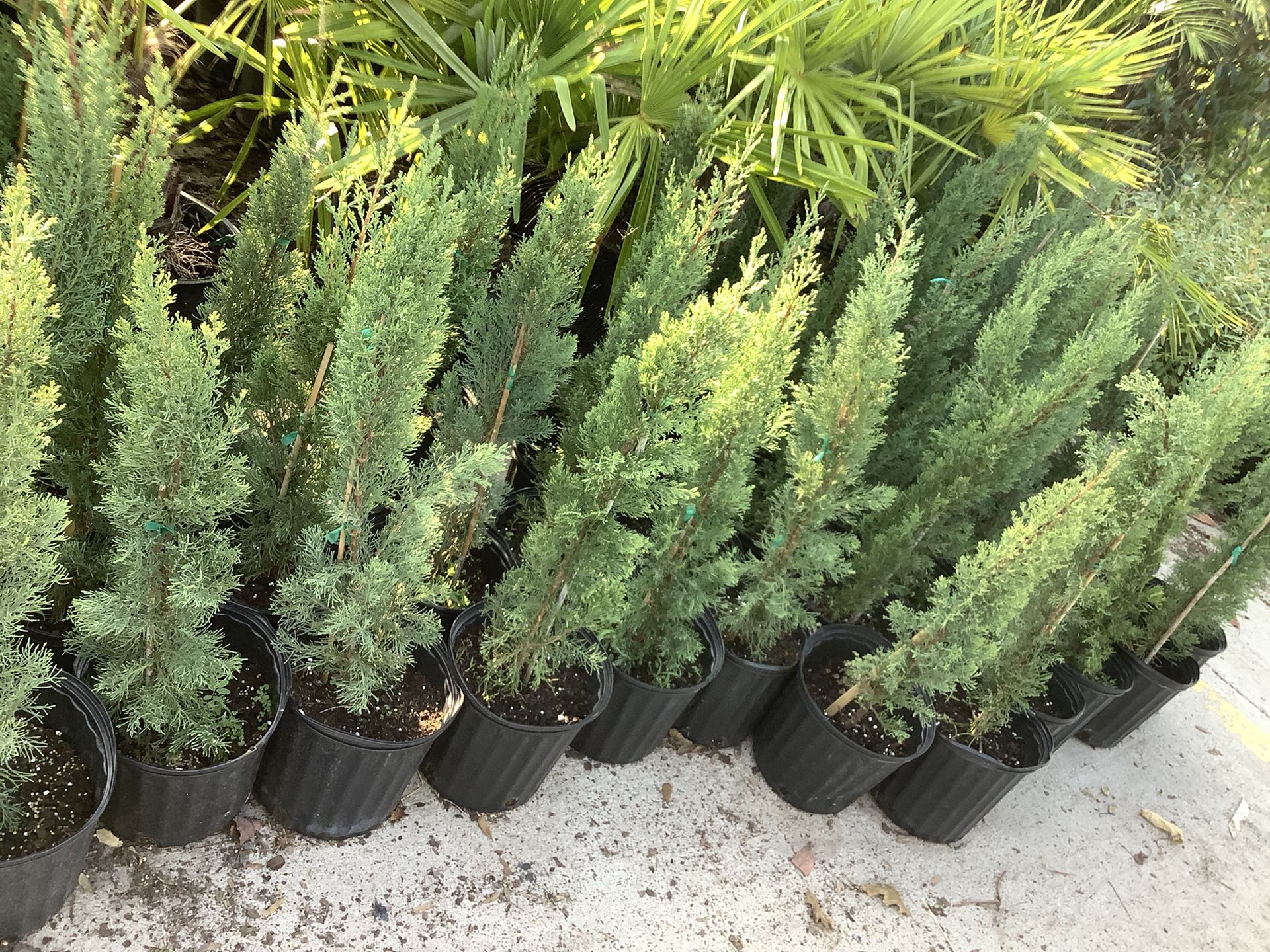 Italian Cypress pines 3gallon