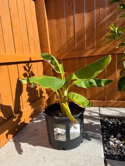 Banana Plant