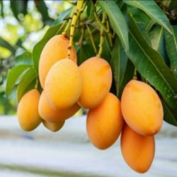 Grafted   Mango  Tree