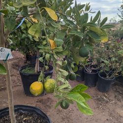 $275 Each Arizonagrown Citrus Trees 