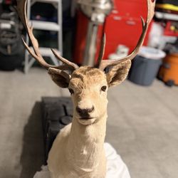 18 Point Fallow Deer Mount  – 27–28” Longest Beam – CIC 165–172 – Trophy Quality