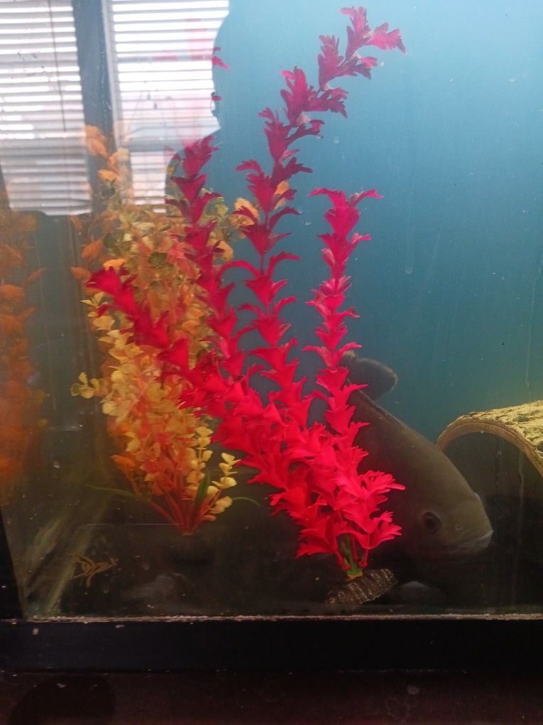 Aquarium Plants, Furniture, Accessories, Filters, Wavers