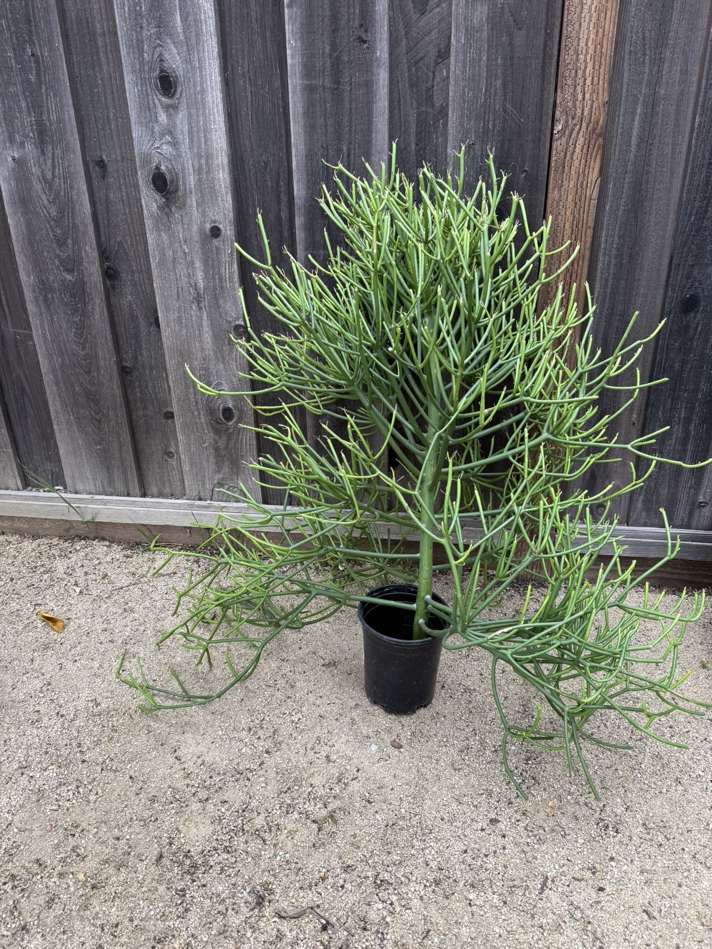 Pencil Cactus