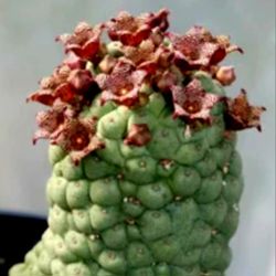 Larryleachia Cactiformis Rare