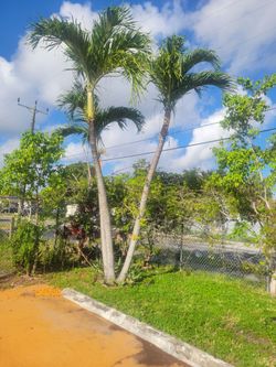 Free palm's