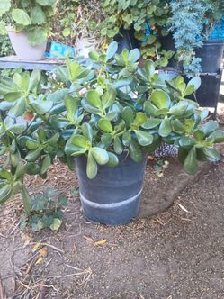 Planta grande de jade