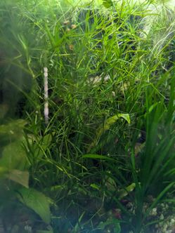 Aquarium Plants $5