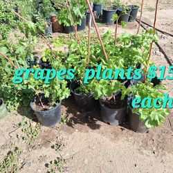 Diferent plants to choice