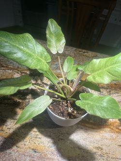 RARE Philodendron Snowdrift Exact Plant 