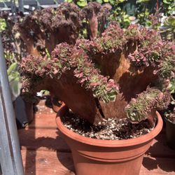 Aeonium Big Creastata Imported Korea