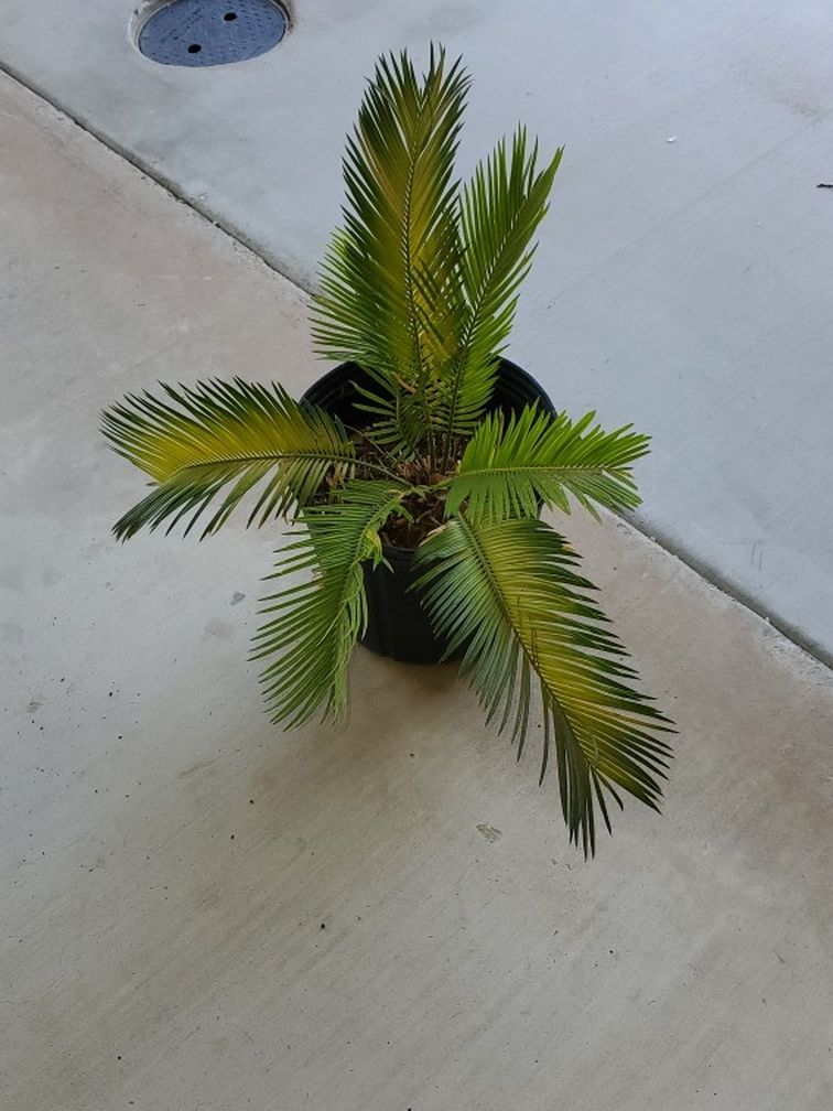 Historical Palm Tree
