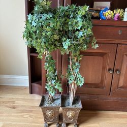 Ivy Trees (2) 