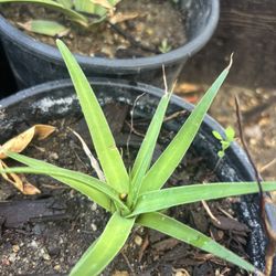 Squid Agave Succulents / Cactus– 3 One-Gallon Plants for $10 