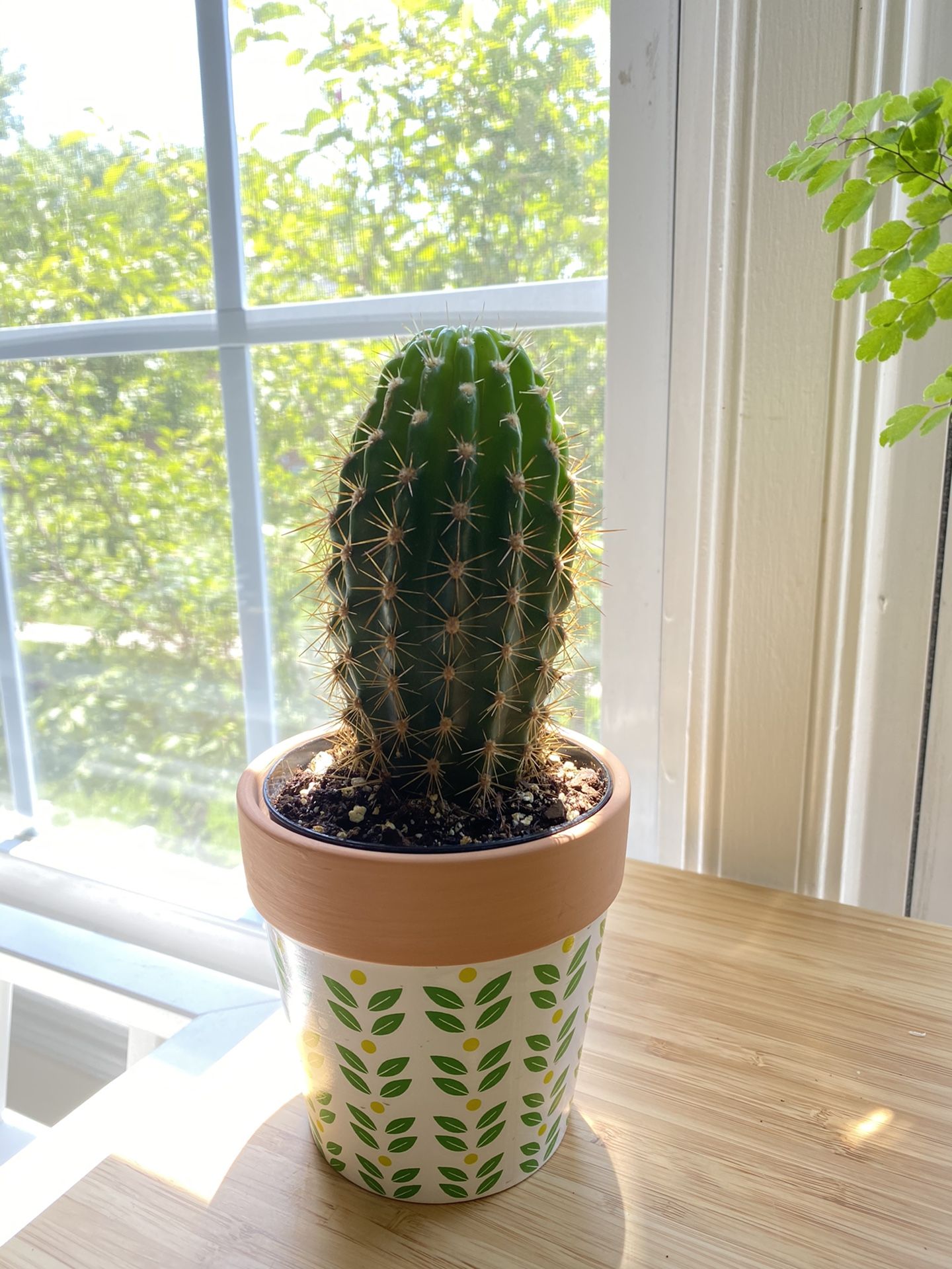 Plants (cactus) in 4in pot. $18/each. First come first serve.