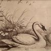 Swan