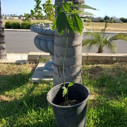 Avocado tree