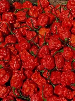 Extremely Hot Carolina Reaper Spicy 🌶️ Peppers Chili Pepper Veggie Vegetable Garden Plant