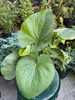 Yerba Santa de galón $10.00 en Woodburn