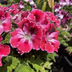 Geranios / Geranium Plant
