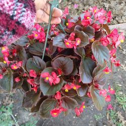 Begonia Color Rojo 
