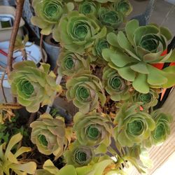 Aeonium Canariense 