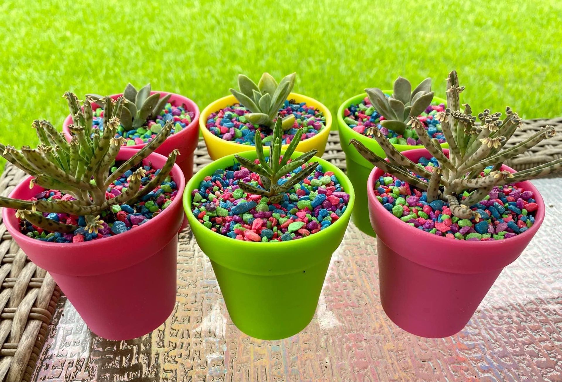 Succulents in mini pots