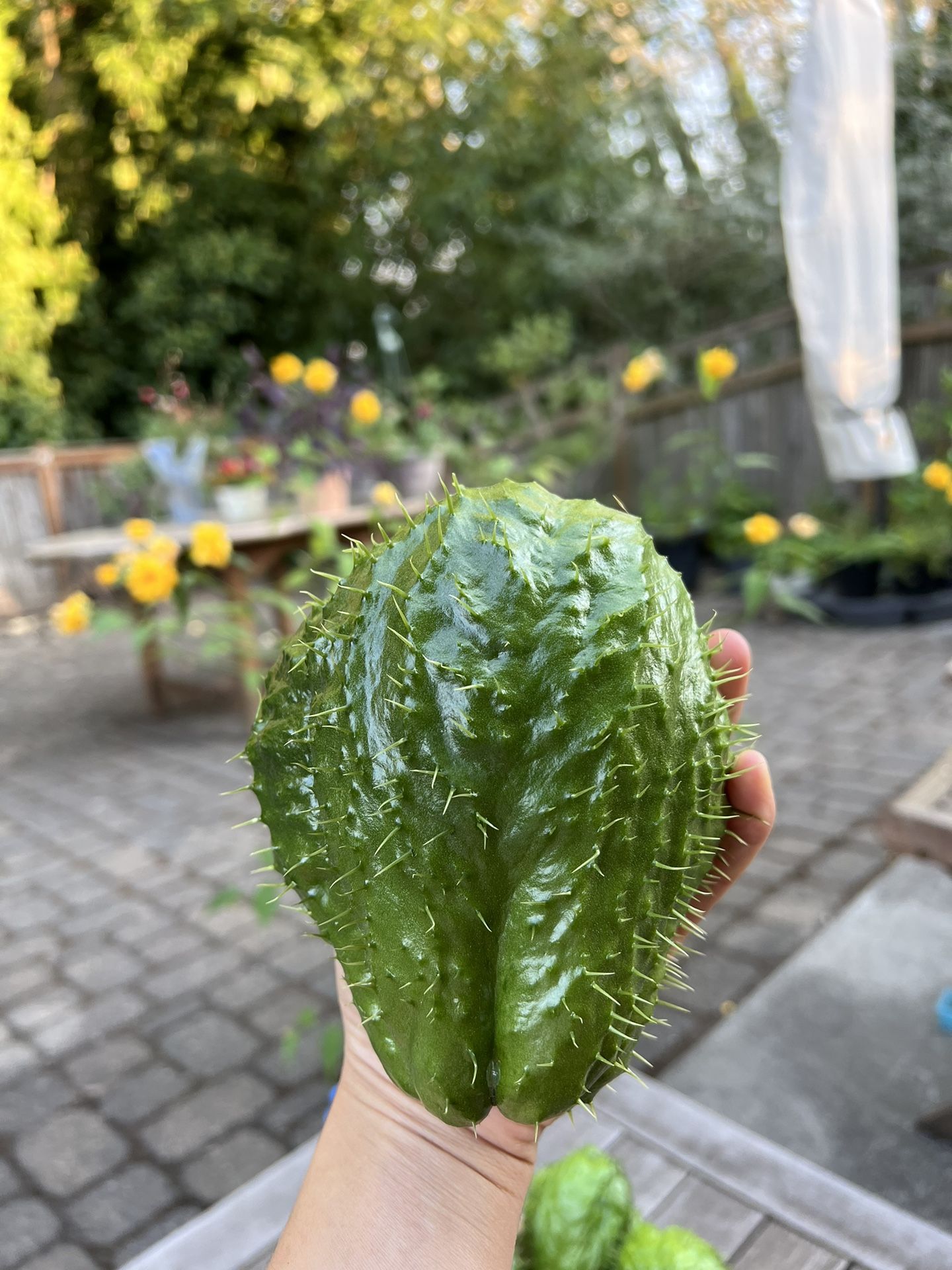 Chayotes (spikey) For Planting