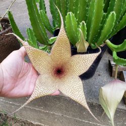 RARE - Starfish / Carrion Cactus