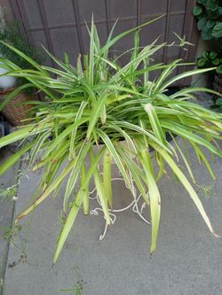 planta de liston o araña