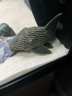 Royal Watermelon Pleco Tank